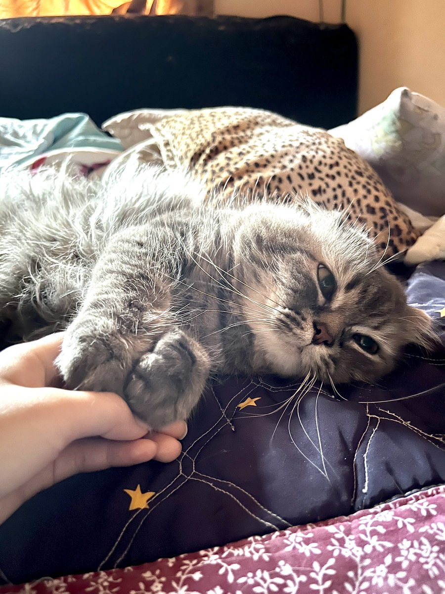 rabiahhr_'s tweet photo. From Papa: Hello everyone! My name is Papa! Sometimes kakak, ibu, adik called me “Enteng” hehe🤭 I always love all of them!!! Ngeaw!

To Papa: My Papa enteng shayang, our beloved one, our family members since he was born, a truly special gift from Allah blessed to us❤️❤️❤️ https://t.co/FGheonoNG2