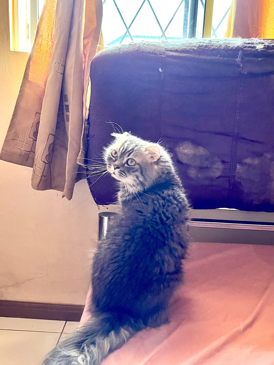 rabiahhr_'s tweet photo. From Papa: Hello everyone! My name is Papa! Sometimes kakak, ibu, adik called me “Enteng” hehe🤭 I always love all of them!!! Ngeaw!

To Papa: My Papa enteng shayang, our beloved one, our family members since he was born, a truly special gift from Allah blessed to us❤️❤️❤️ https://t.co/FGheonoNG2