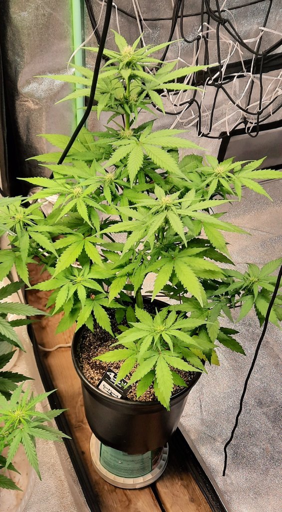 thechronicthumb's tweet photo. Finally we have #GirlScoutCookies week....ah shoot! This one is week 7 #AfghanKush is week 8 🤦‍♂️clearly I need more coffee and less THC this morning. #CanadianCannabis #CanadianLoud #GrowOrganics #GaiaGreen #GroTek #GrowYourOwn #Mmemberville #CannabisCommunity https://t.co/5cLnkId7pX