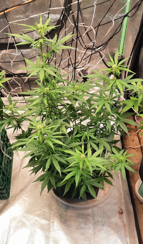 thechronicthumb's tweet photo. #AfghanKush comin up on week 7. No, wait! This is week 7🤦‍♂️anyway she's looking good. This one was also "topped" in week 2. #CanadianCannabis #CanadianLoud #GrowOrganics #GrowYourOwn #GaiaGreen #GroTek #Mmemberville #CannabisCommunity https://t.co/lG2NwFBWVT