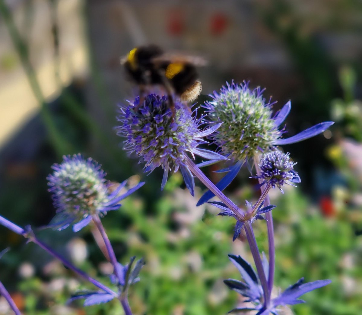 Our fantastic gardens are getting a little wild and in need of some green fingers. If you enjoy a little garden work and want to volunteer give us a call on 0191 477 3559 and ask about #volunteering