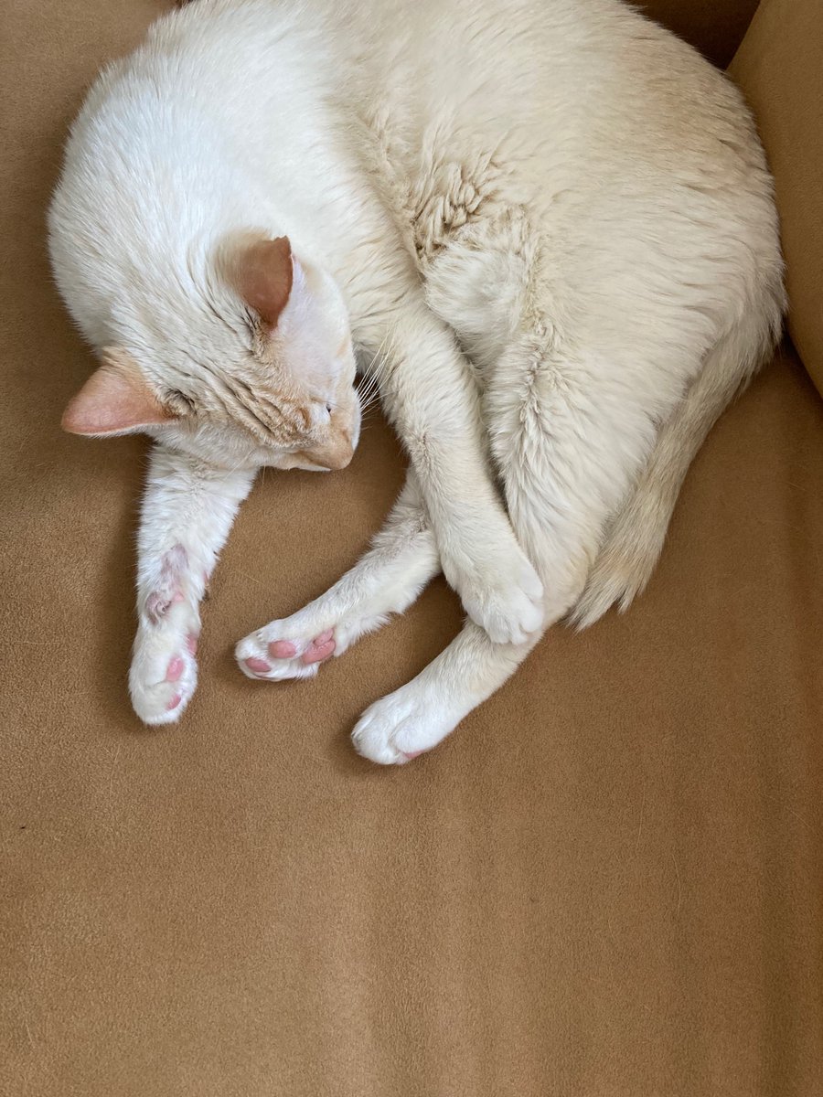 tinycinemas's tweet image. Happy birthday Robert De Niro! (approx. 11 years old) 🥳