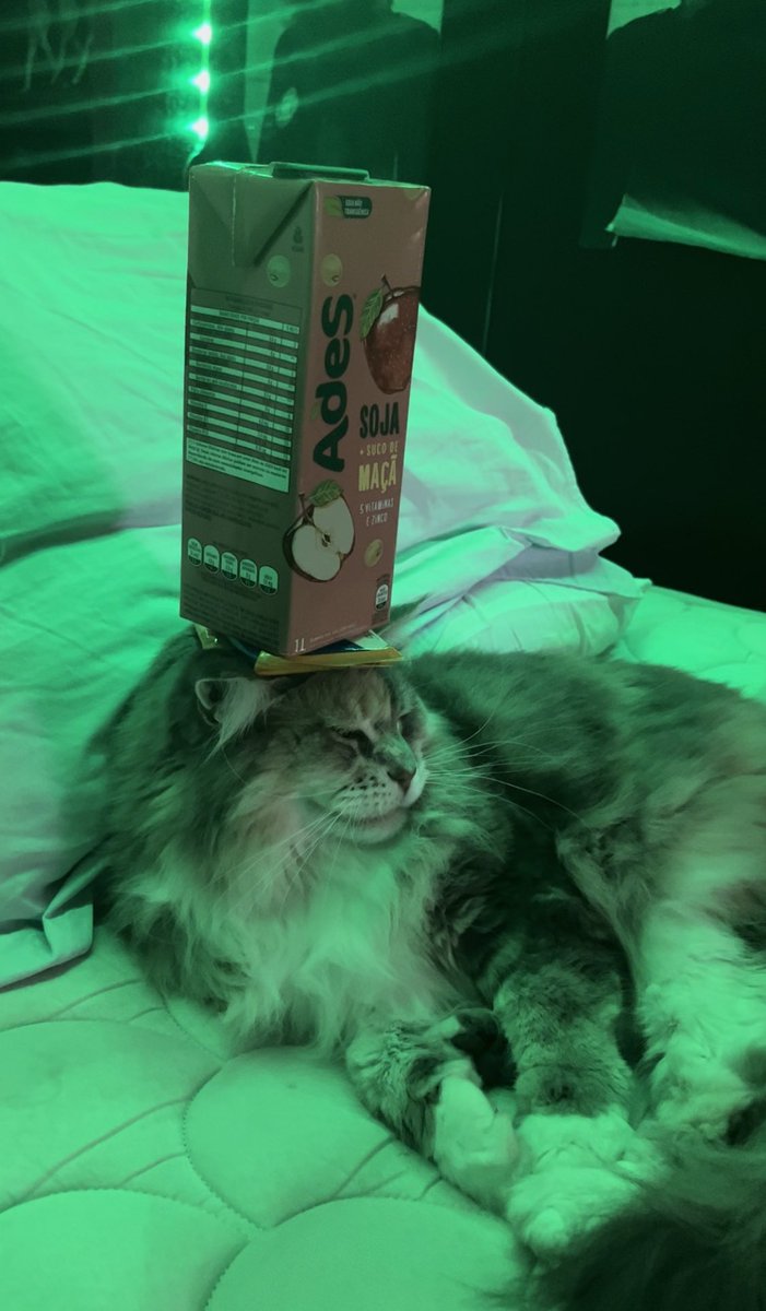 Memes to Show Your Cat (@showyourcat) on Twitter photo 