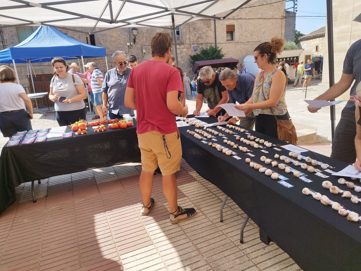 🧄 A la Fira de l'All de Belltall vam iniciar un programa de millora basat en la selecció participativa.

👥 Un total de 56 assistents van puntuar 102 cabeces.

🌱 Basats en els resultats, aquest any sembrarem les 15 cabeces que hagin obtingut la millor classificació!