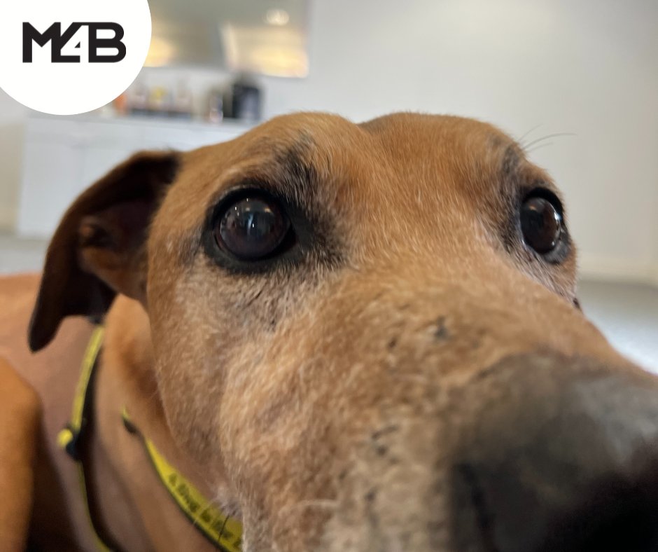 M4BLtd's tweet photo. Meet the newest member of the M4B team! 🐶 

Samson is great a great team player and is always on hand to boost spirits and morale! He knows how to interact well with all dogs (we mean demographics), even though he has already been caught lounging in his bed during working hours. https://t.co/e7rMxxam2W