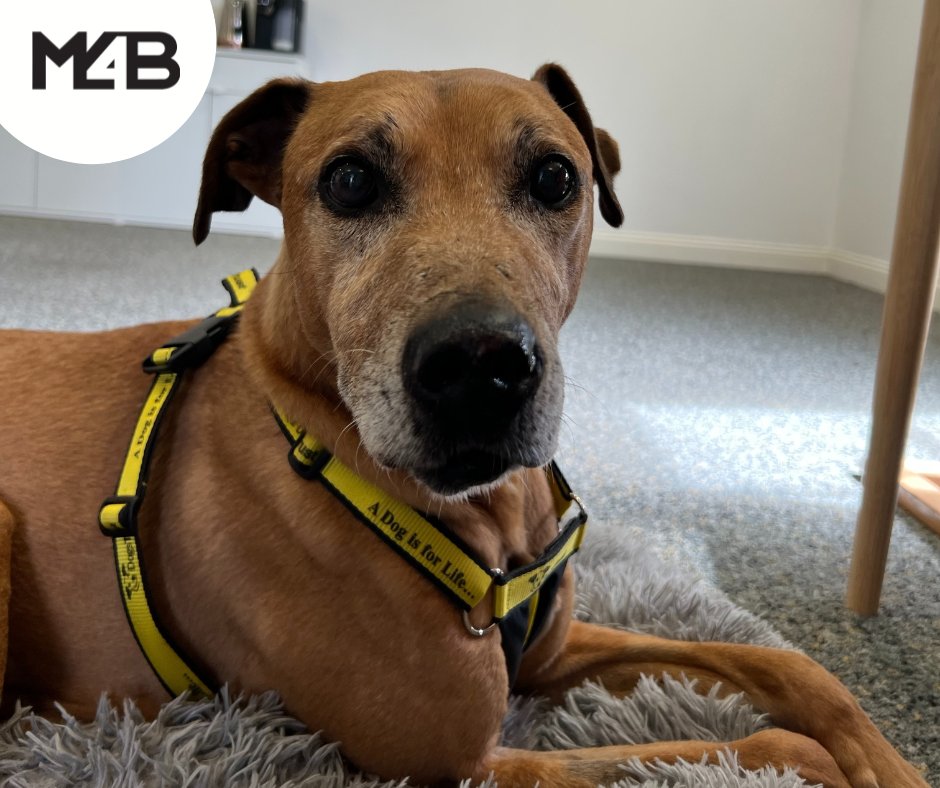 M4BLtd's tweet photo. Meet the newest member of the M4B team! 🐶 

Samson is great a great team player and is always on hand to boost spirits and morale! He knows how to interact well with all dogs (we mean demographics), even though he has already been caught lounging in his bed during working hours. https://t.co/e7rMxxam2W