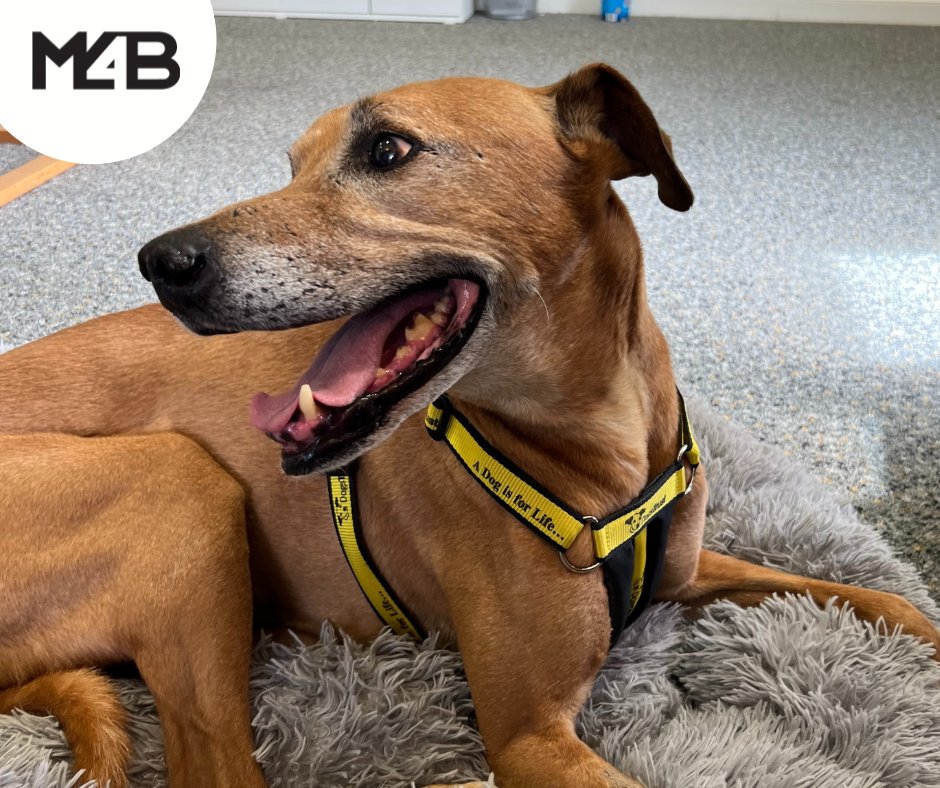 M4BLtd's tweet photo. Meet the newest member of the M4B team! 🐶 

Samson is great a great team player and is always on hand to boost spirits and morale! He knows how to interact well with all dogs (we mean demographics), even though he has already been caught lounging in his bed during working hours. https://t.co/e7rMxxam2W