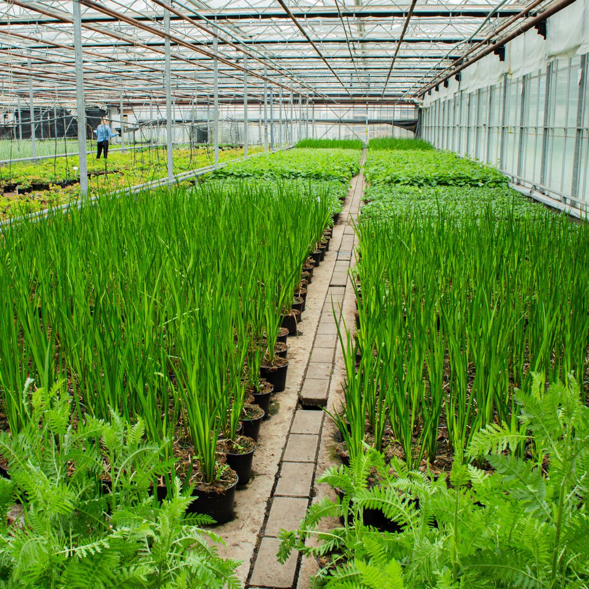 GreenwoodPlants's tweet photo. Do you know about Watch It Grow?🌱👀
It's our #contractgrowing service that gives you control over quantities &amp; varieties, ensuring that the #plants you need are available in your designated timeframe.

📢Now available in #peatfree compost!

💻 https://t.co/qz6oUawYkf https://t.co/4x6F2du1NN