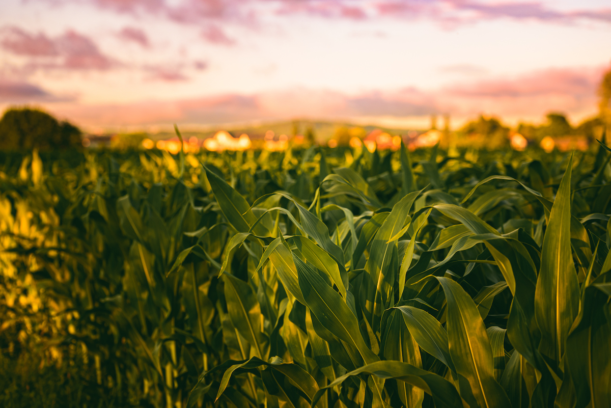 summit_carbon's tweet photo. The ethanol market incentivizes low-carbon fuel. Summit will make it possible for ethanol plants in the Midwest to continue to play a critical role in a competitive and evolving industry.
For more #projectknowledge, visit our website.
https://t.co/v1XVq2AGdu https://t.co/3XDAJ8TsNT