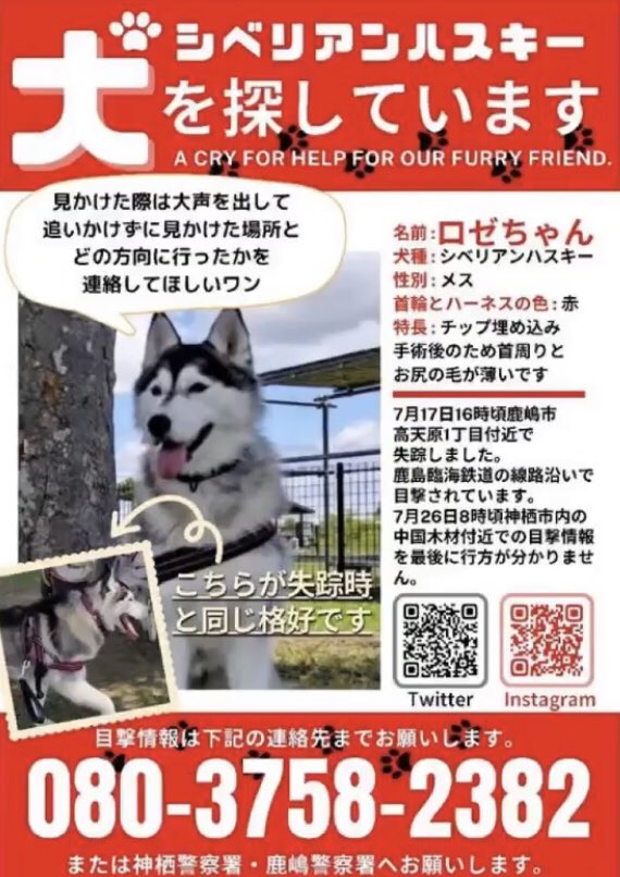 R Yawata 何処かで見かけたなぁ あれ ちょっと似てる犬みたよ どんな小さな情報でも構いません ご協力お願いします 大事な家族が居なくなったと思うと悲しくなります 神栖市 鹿嶋市 シベリアンハスキー 迷子犬 T Co O9qemdjxhd