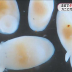 新種生物発見!「たこさんウインナー似」の姿に皆釘付け!