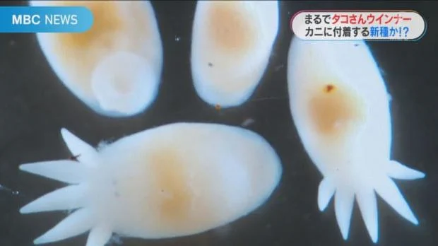新種生物発見！「たこさんウインナー似」の姿に皆釘付け！