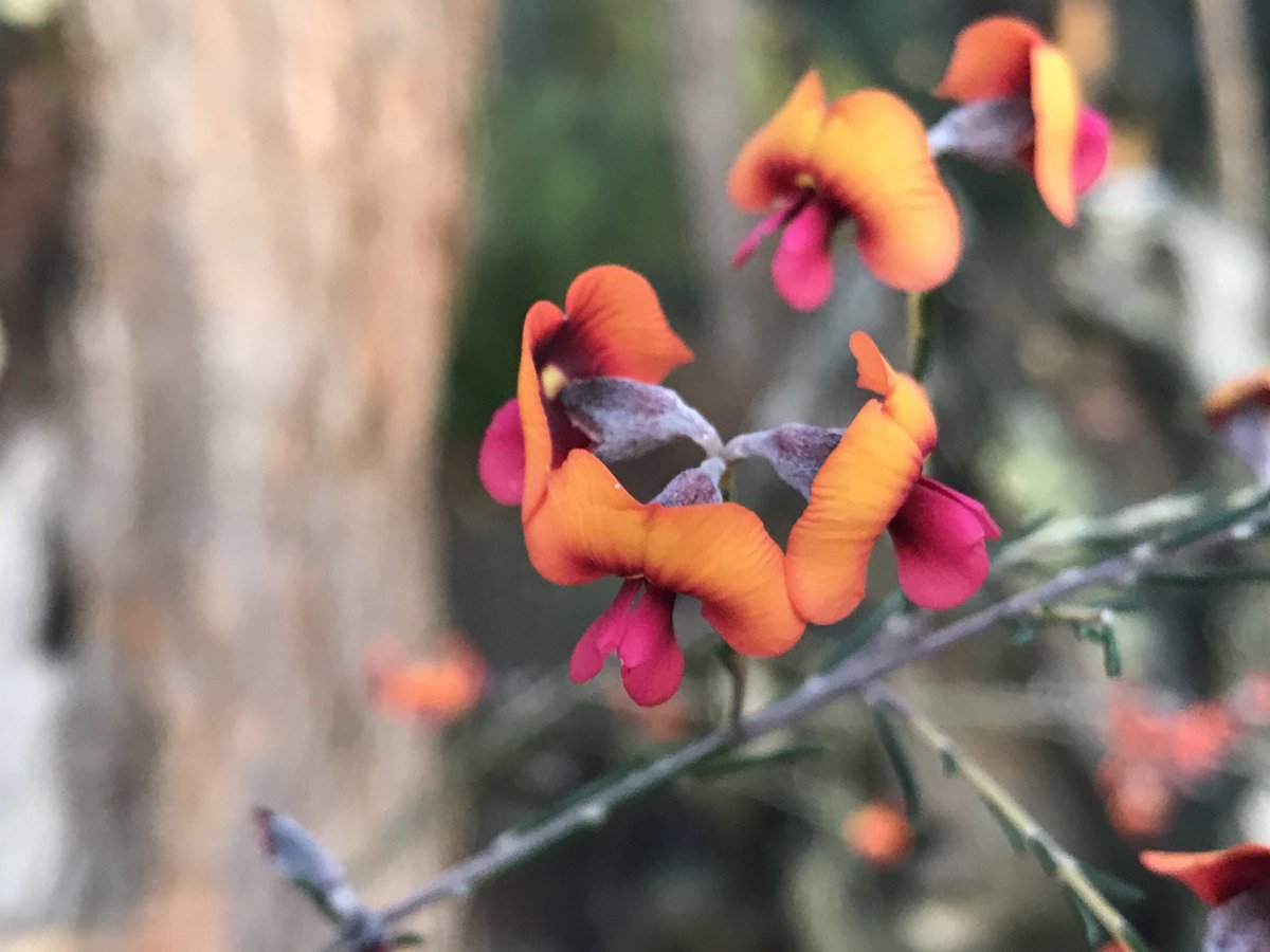 Fittzzyy's tweet photo. #Dillwynia sp. Capel. A priority listed shrub that grows in white sands usually associated with Banksia attenuata woodlands on the Swan Coastal Plain, Whicher Scarp and Blackwood Plateau #Fabaceae https://t.co/5GEgJJdSV4