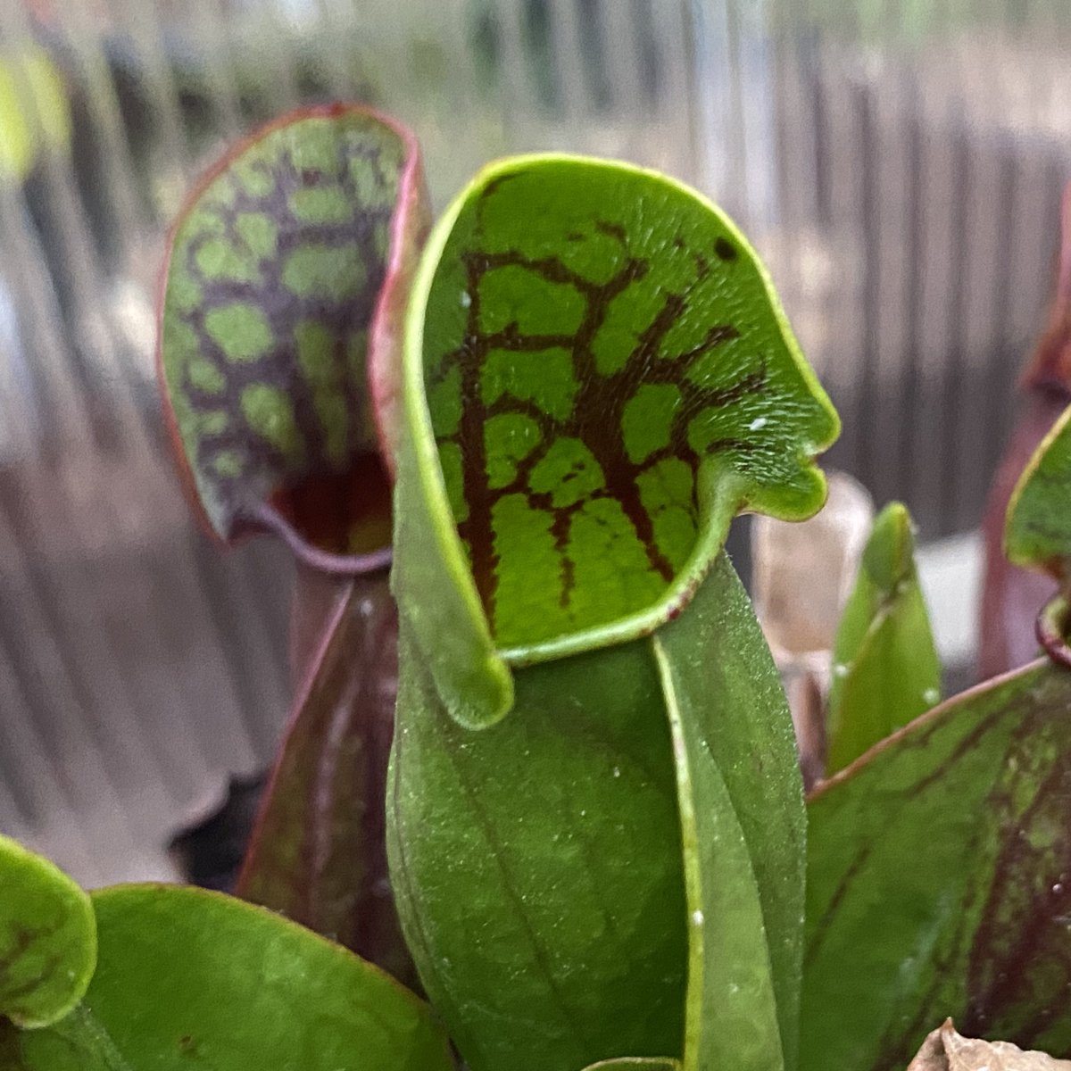 Sarracenia Purpurea ssp Purpurea <a href="/WWickedPlants/">Wacks Wicked Plants</a>