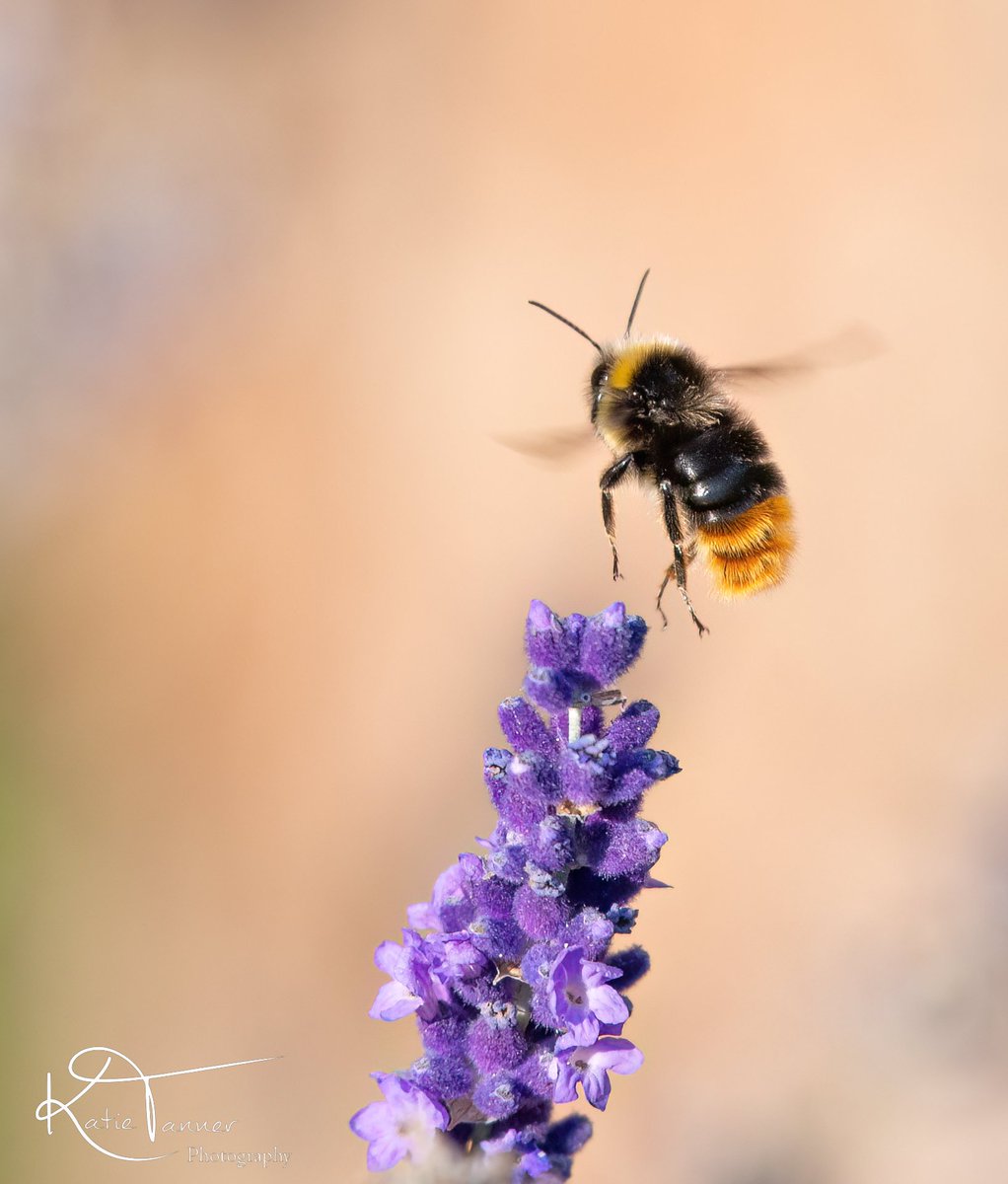 KTtannerphotos's tweet photo. #bee #redtailbumblebee #bumblebee #busybee #garden #lavender #purple #summer #savethebees #surrey #flower #pollenators #pollen #wildlifephotography #insectphotography #nature #NaturePhotography #wildflowers https://t.co/eBq5YHv60z