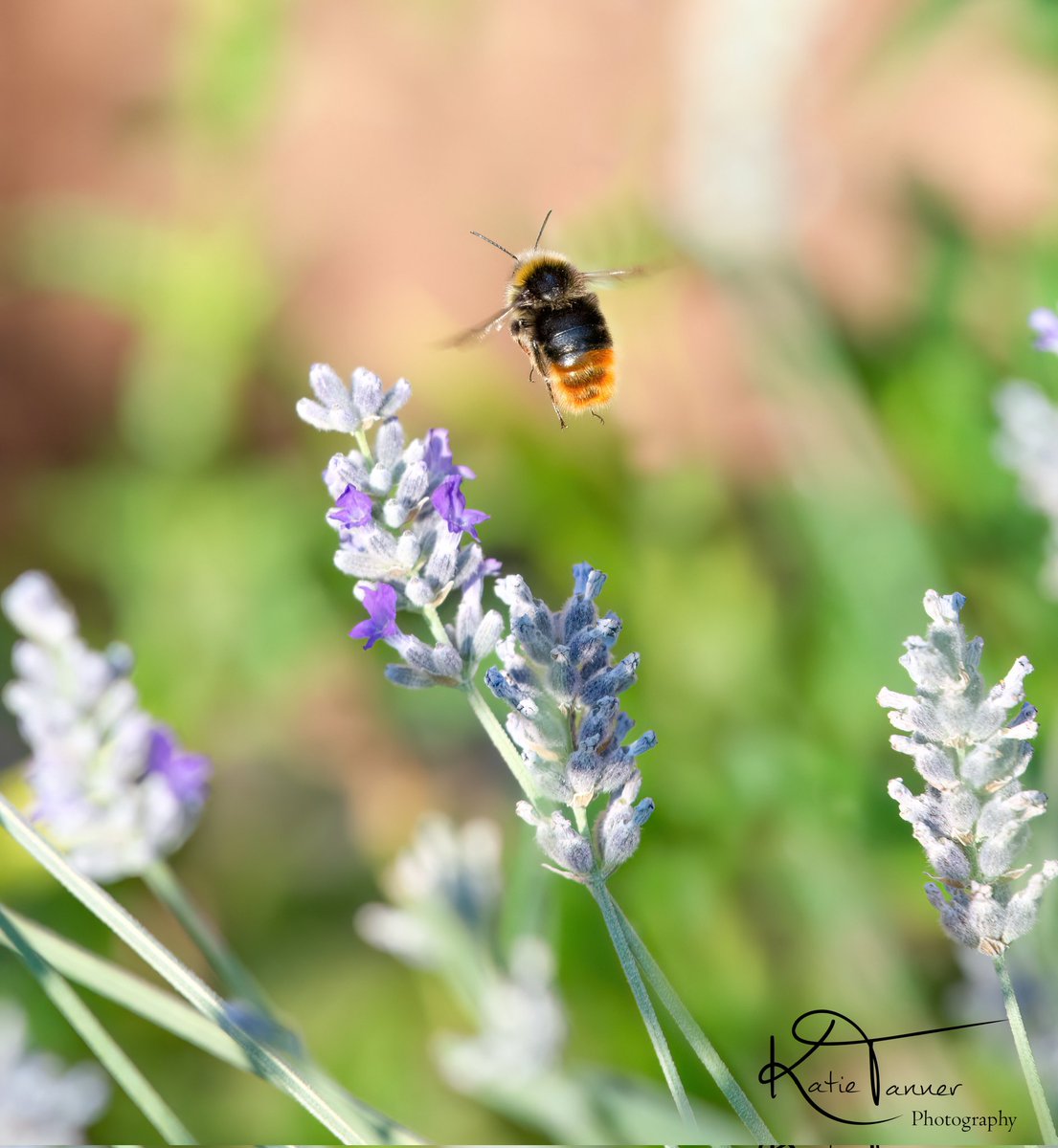 KTtannerphotos's tweet photo. #bee #redtailbumblebee #bumblebee #busybee #garden #lavender #purple #summer #savethebees #surrey #flower #pollenators #pollen #wildlifephotography #insectphotography #nature #NaturePhotography #wildflowers https://t.co/eBq5YHv60z