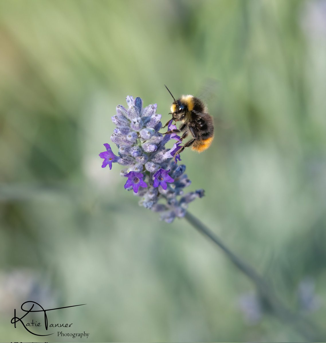 KTtannerphotos's tweet photo. #bee #redtailbumblebee #bumblebee #busybee #garden #lavender #purple #summer #savethebees #surrey #flower #pollenators #pollen #wildlifephotography #insectphotography #nature #NaturePhotography #wildflowers https://t.co/eBq5YHv60z