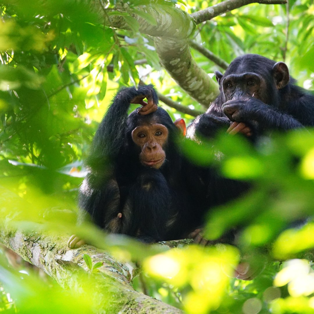 KivuMarinaBay's tweet photo. Let Kivu Marina Bay Hotel be the start of your adventure to #NyungweForestNationalPark. With its spectacular troops of primates and birds, itβs a dream destination for wildlife photographers!
#MantisKivuMarinaBayHotel #Mantis #MantisCollection #Rwanda #VisitRwanda https://t.co/GoVligKD1Q
