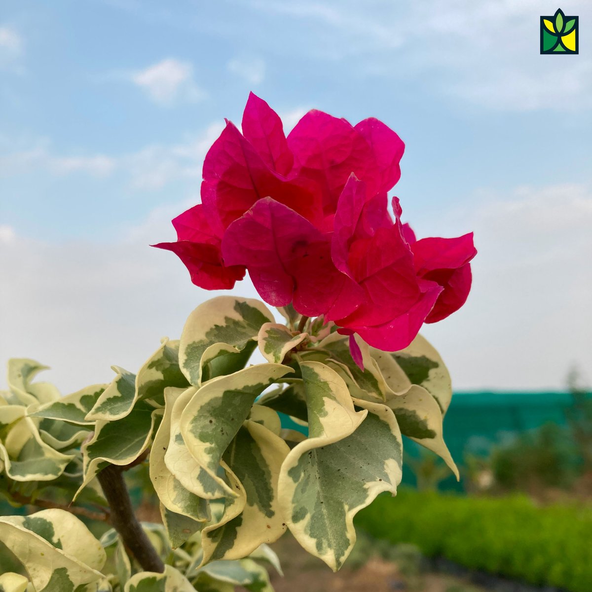 AanganGarden's tweet photo. #Pink coloured #bougainvillea variegated https://t.co/rVFn8WSZmX