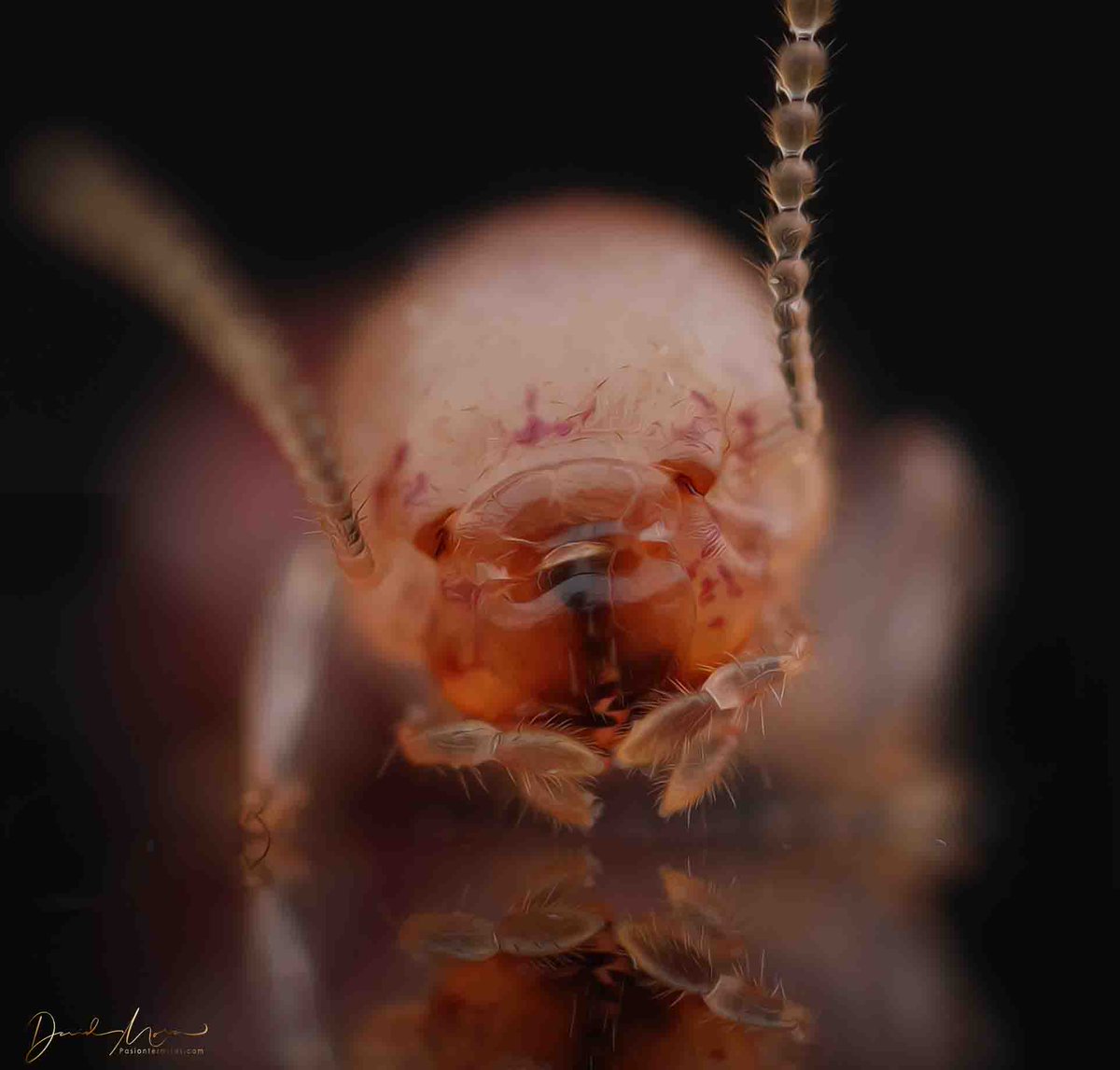 David Mora del Pozo tweet media