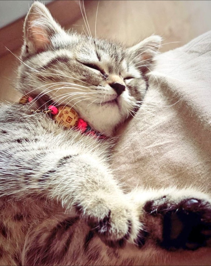 I wanna see Mabel again please. 😊🐾
#AlpNavruz #AyçaAyşinTuran