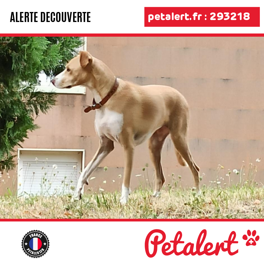 petalert_france's tweet photo. Trouvé #Chien #Isere #LaCoteSaintAndre #Petalert #PetAlert38 / https://t.co/kUHG3ZVBgq https://t.co/fiBW5PoutU