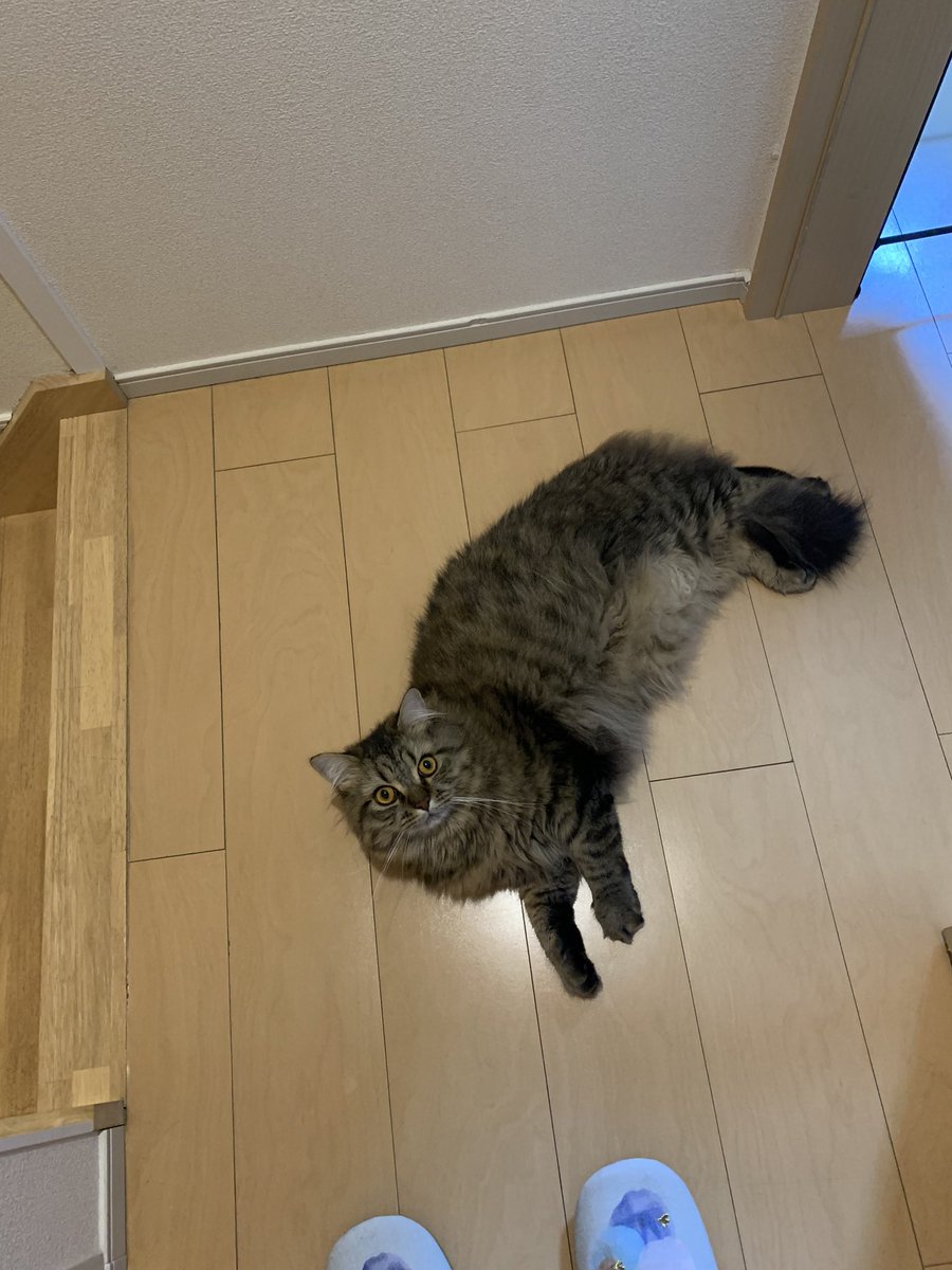 KotobukiTen's tweet photo. いた https://t.co/eXTFzpSZzC