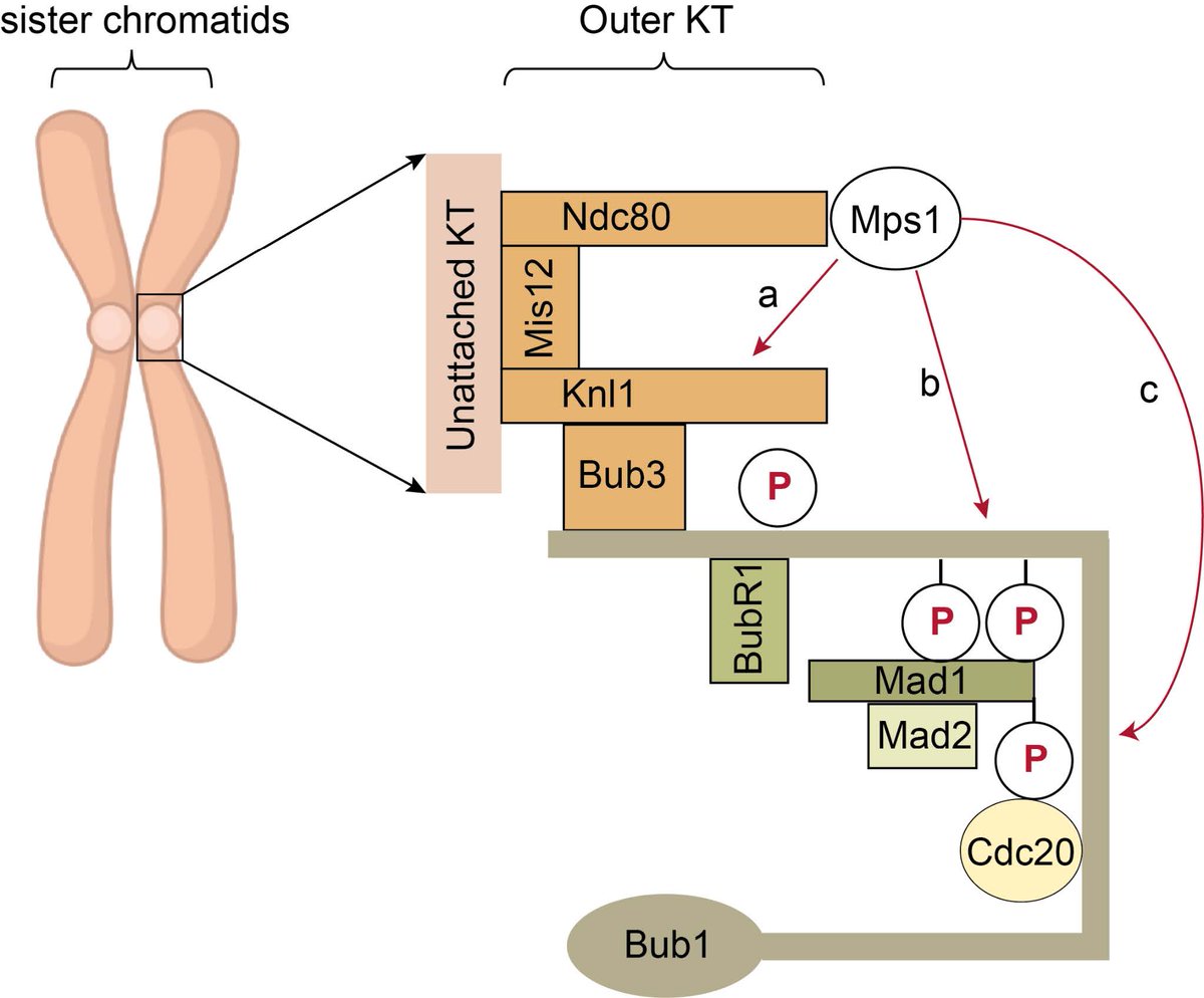 preLights's tweet photo. What releases the #mitotic #kinase, MPS1, from the environment of outer #kinetochores?
Our #preLighter Saanjbati @QMUL highlights work from @DanHaywardPhD, @EmileRoberts97 and Ulrike Gruneberg @Dunn_School that provides new insights.
Check it out ⬇️
https://t.co/vuFpszbalt https://t.co/I9oWwGJlJv