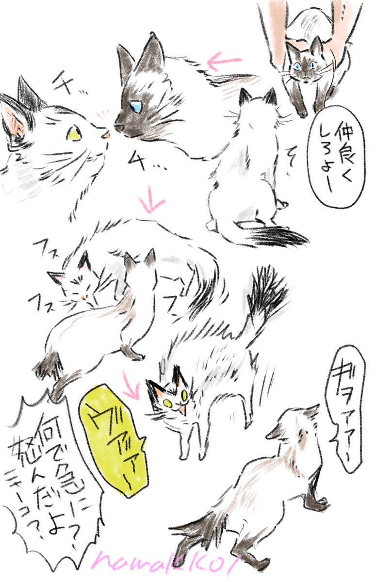 デンジがあのねこを連れて帰った場合に起こりそうなことを描きました。 
