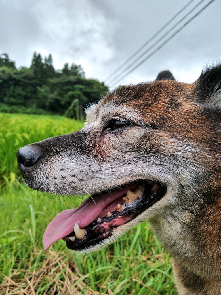 いちじく Twitter Search Twitter