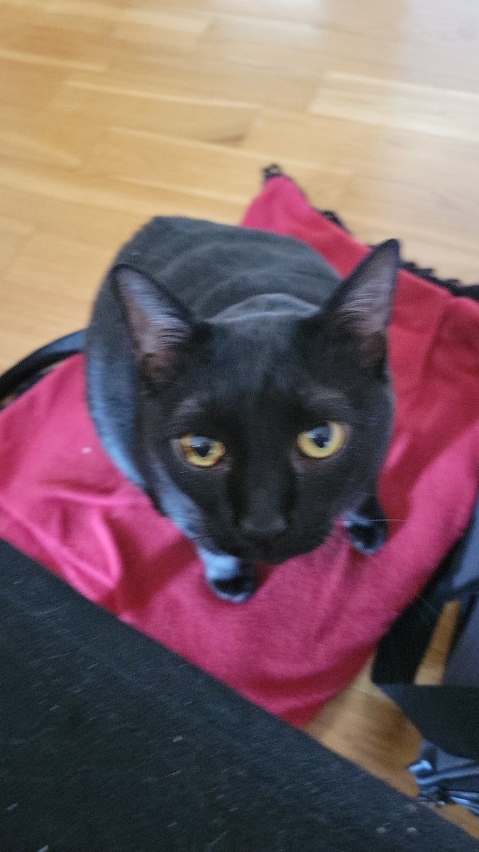 annepeters31's tweet photo. Just a cute baby wanting some snuggles #BlackCatAppreciationDay https://t.co/Fu6bqnkF1Q