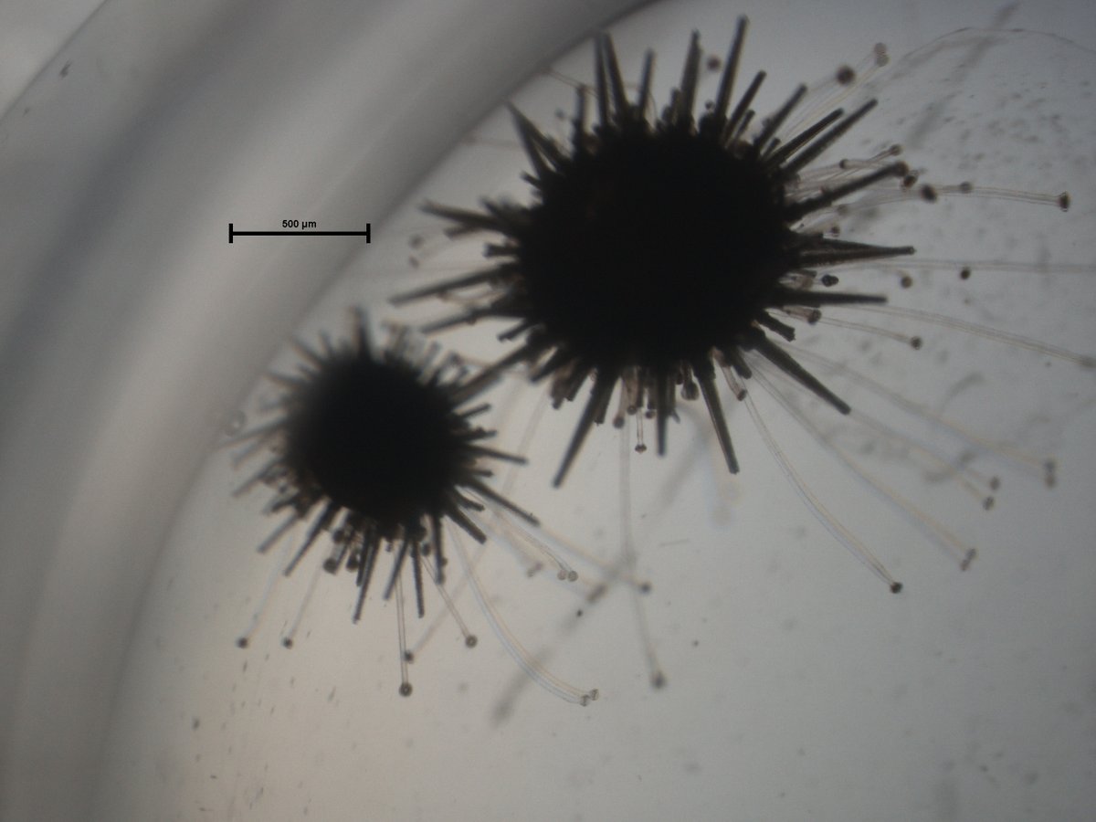 ocimerplus's tweet photo. Estos son dos juveniles de Paracentrotus lividus de 500 micras y 2 mm respectivamente, que realizaron la metamorfosis hace 2 meses y medio. #FEMP #Pleamar @FBiodiversidad @Estef_Paredes https://t.co/f3XkU5oTlO
