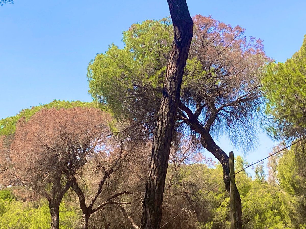 CaraballoJav's tweet photo. !Alerta Medioambiental! Una plaga de blastophagus, un escarabajo negro, está afectando gravemente al emblemático pinar de Oromana en Alcalá de Guadaíra, ante la indiferencia del Ayuntamiento y la alcaldesa, @anaisabel_jc, según los vecinos de la zona. Abajo hilo con fotos 👇(RT) https://t.co/X74Mzsj4UU