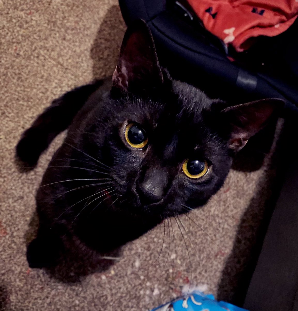 randiilouisee's tweet photo. @PetsatHome T’Challa 🥰 Charlie for short 😂 https://t.co/nThtRz3ZC3
