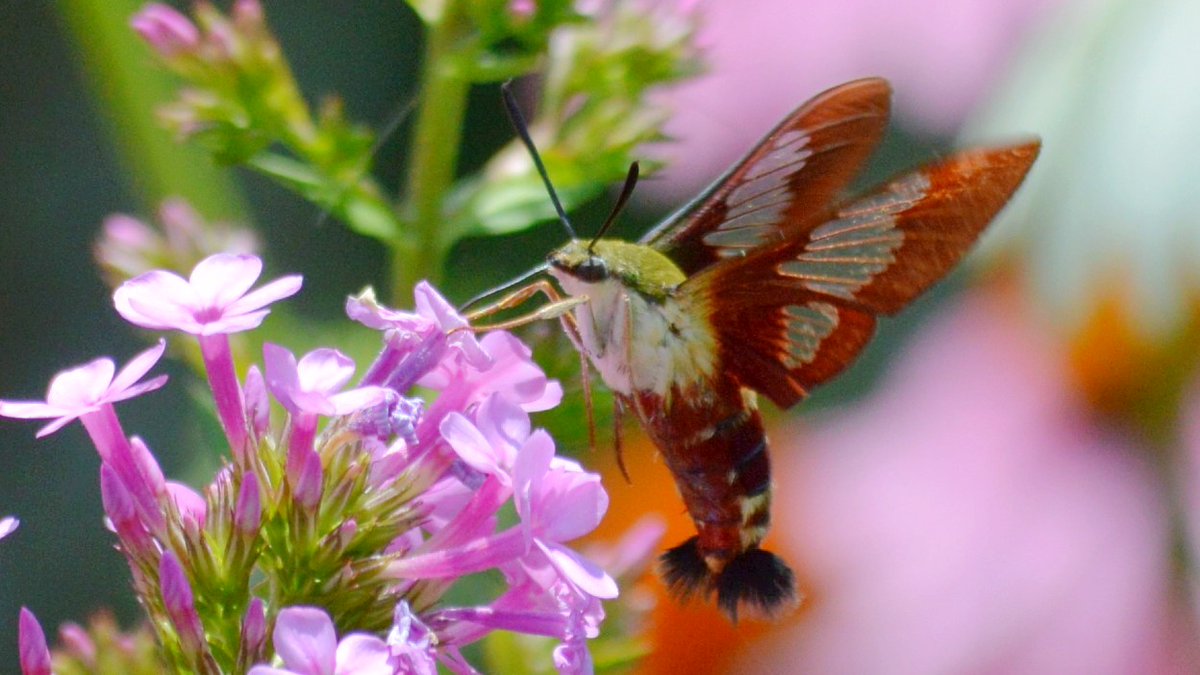 Often mistaken for hummingbirds (or flying shrimp) -- Hummingbird Moths are very cool little pollinators. Just caught this one enjoying the phlox in our garden. #nature #garden
