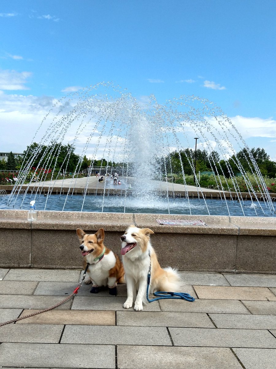 robin34058290's tweet photo. 朝夜は大分過しやすくなってきました。
#コーギー
#ボーダーコリー https://t.co/Ey0YGWlNjg