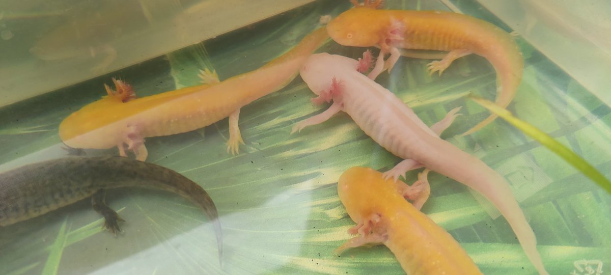 Axolotls et Cie tweet media