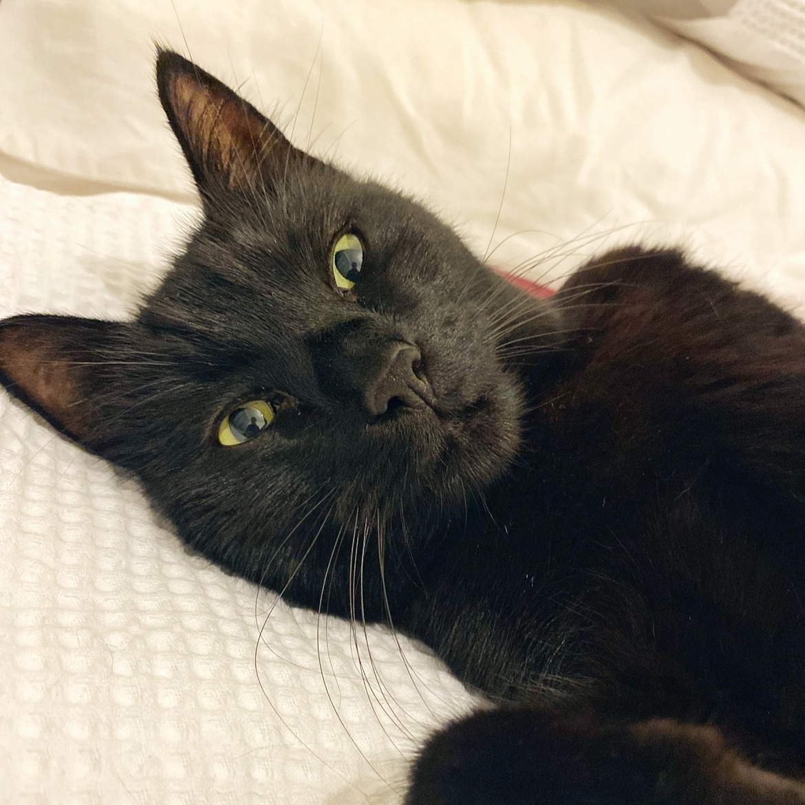 Battersea tweet media
