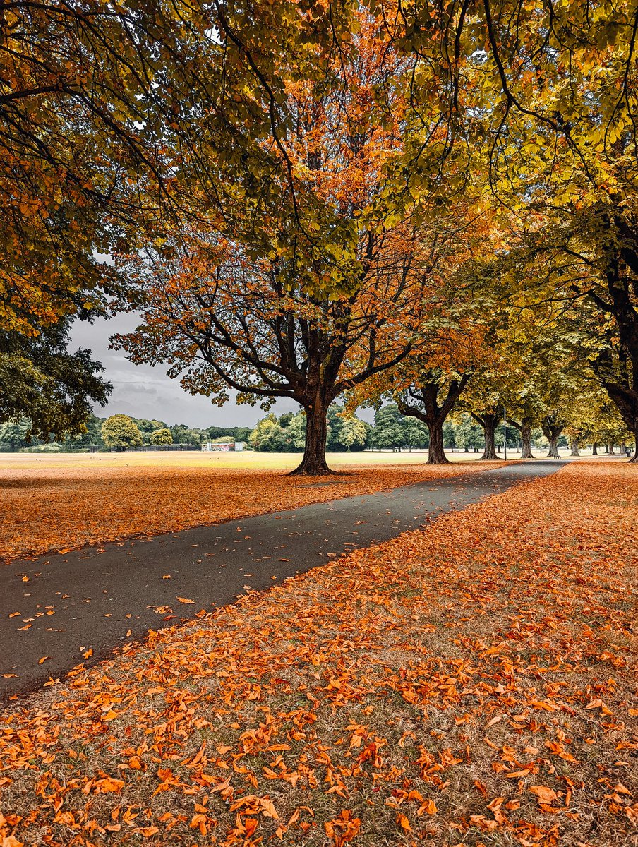 'Fall breeze and autumn leaves.'
.
.
.
.
.
.
.
.
#fall #leaves🍁 #teampixel #madybygoogle #pixel6 #pixelphotography #lightroommobile #wales #visitwales #cardiff #cardiffwalessnappers #yourwales #startofautumn🍁🍂 #thisiscymru #cymru