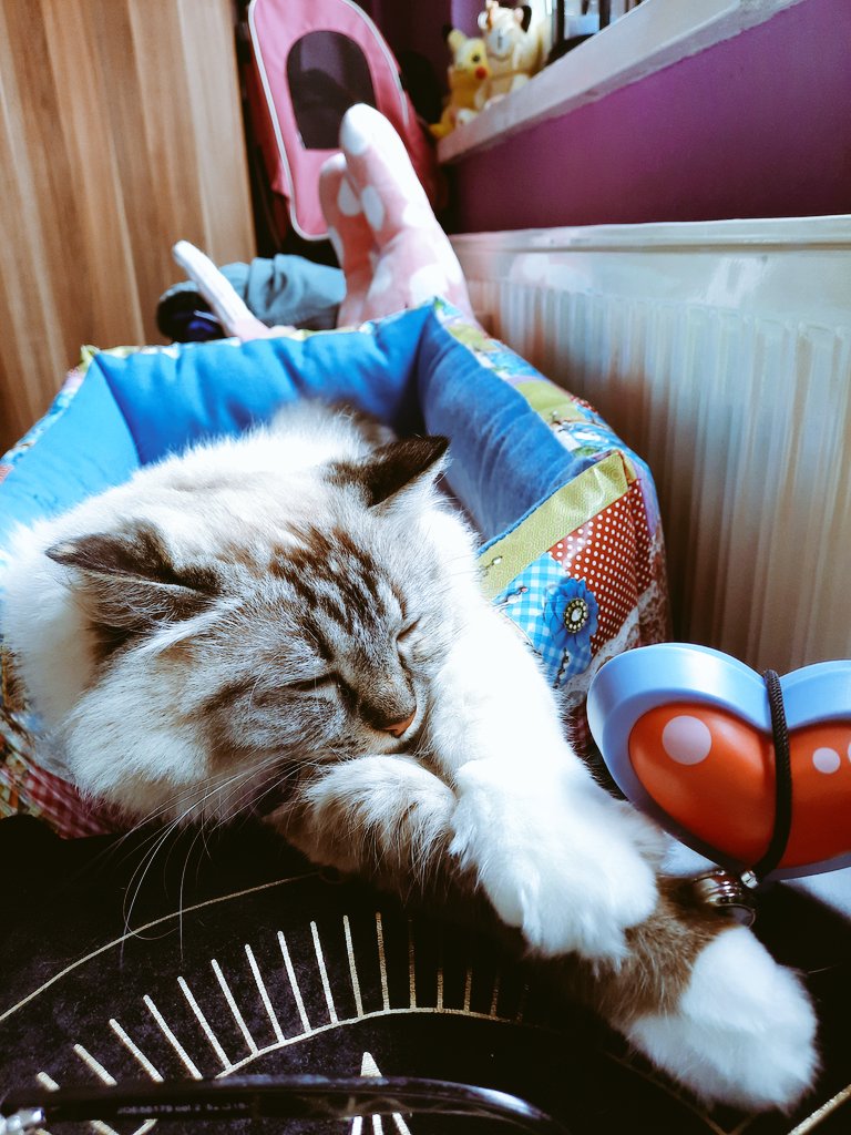 softsoftellie's tweet photo. Imme jus t a leetle angle....👼 https://t.co/dVJquZoacd