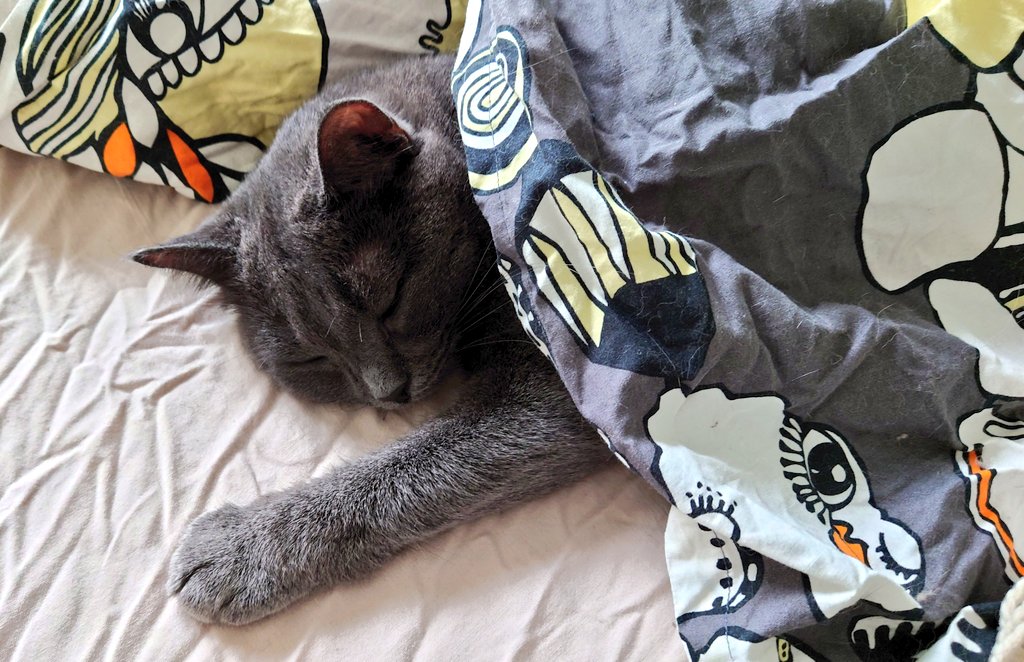 KirsiOjanpera's tweet photo. Rainy day activities
Sadepäivän aktiviteetit
#CatsOnTwitter #CatsofTwittter #CatPicture #sleepingcat #twitterinkissat #catunderblanket #kissakuva #kissa #greycat #harmaakissa #kissapeitonalla https://t.co/PKJQqXWE4r