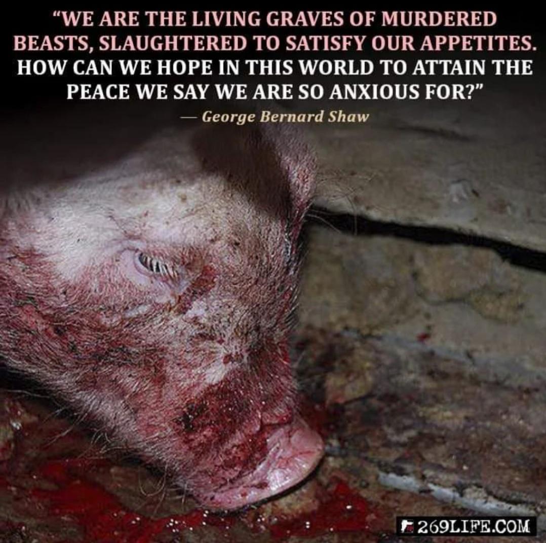 Meatlessworld1's tweet photo. @BobbySamael https://t.co/84KjaxvotX