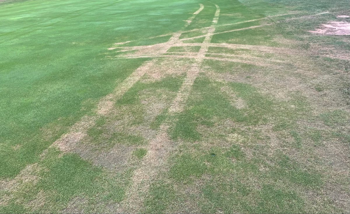 Unfortunately, turf damage from carts driving through drought-stressed areas has been a common observation this year. As you drive through the course, avoid areas that look worn out or stressed. In some cases, cart restrictions may be needed to prevent damage.