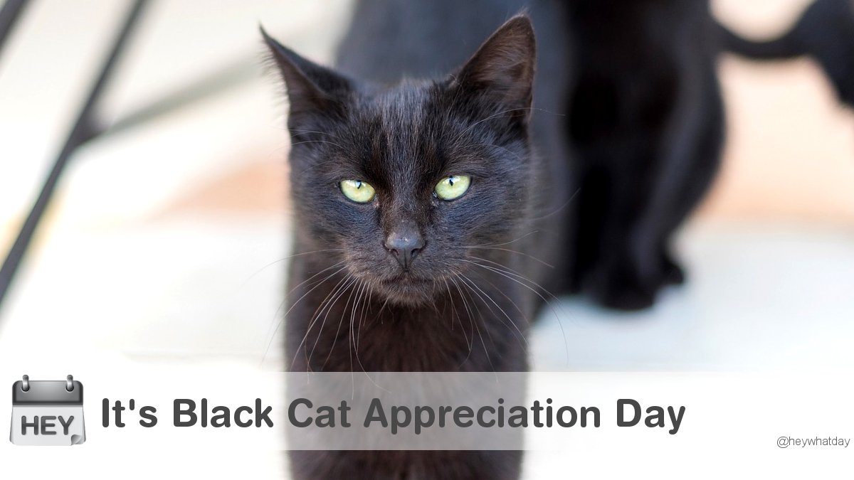 It's Black Cat Appreciation Day! #BlackCatAppreciationDay #NationalBlackCatAppreciationDay #BlackCatDay