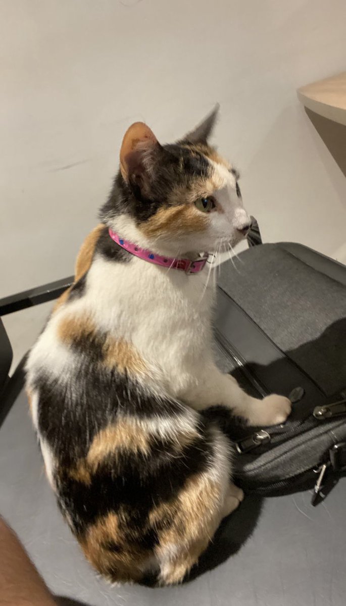 castellanomale's tweet photo. RT hasta que marmolada encuentre una familia responsable 💘🥹 
Ya está castrada y es SÚPER cariñosa. https://t.co/9jHvpRPJc9