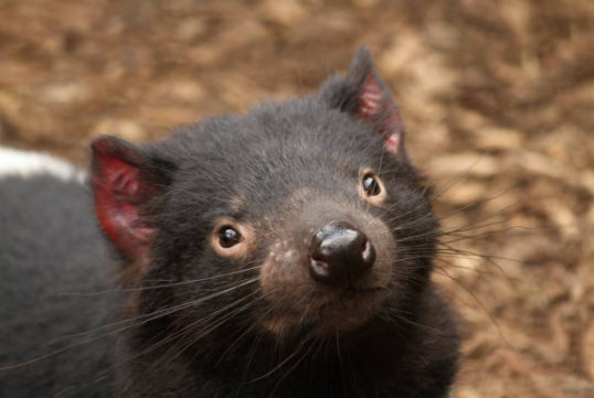 LeftoverPat's tweet photo. I think you need to see this picture of a Tasmanian Devil today https://t.co/XjUOxmJcel