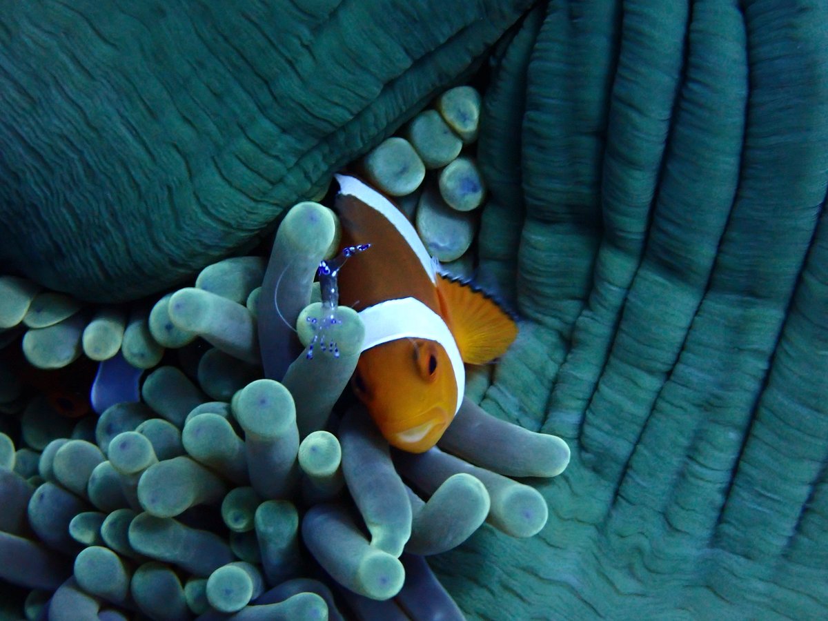 singgihaputra's tweet photo. Just Amphiprion ocellaris chilling out with Ancylomenes shrimp in their lovely Heteractis home #4DREEF https://t.co/b8zEWYk5fc
