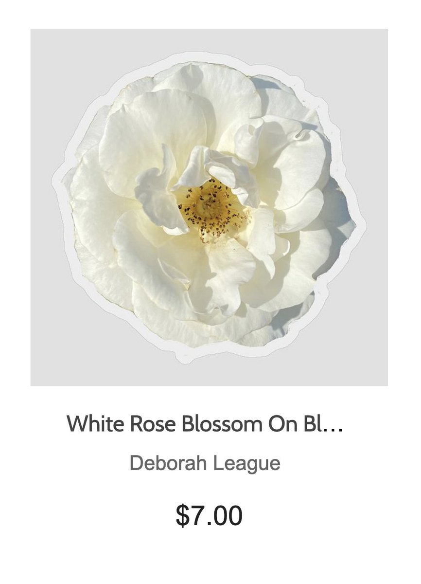 DeborahLeagueFA's tweet photo. DAILY STICKER!!! AVAILABLE HERE - https://t.co/KJESw9exTb
#vibrant #fun #Happiness #Stickers #stickerlove #dailysticker #flowersticker #rosesticker #shopearly #art #collectible #BuyIntoArt #cutout #artwork #flowerart #shopearly #floral #art #artist #artwork #whiteflower #roses https://t.co/zqQb0XBbb1