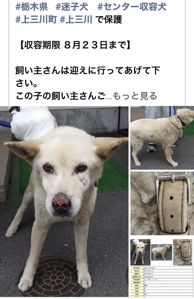 usaginohoppe11's tweet photo. #栃木県迷子わんちゃんで���迷子わんちゃん多すぎます💧飼い主さんしっかり探してください🐶🙏
わんちゃん達まってますよわんちゃんの情報お知らせください🐶🙏飼い主としてお問い合わせは基本です
❌クレーム📞禁止です🙏
飼い主様は管理番号お伝えください🐶🙏迷子札鑑札等あったなら帰れるのに
🐶💧 https://t.co/A8cuaCKEp2