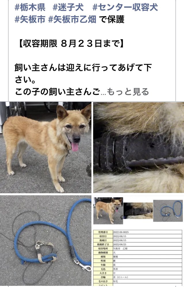 usaginohoppe11's tweet photo. #栃木県迷子わんちゃんで���迷子わんちゃん多すぎます💧飼い主さんしっかり探してください🐶🙏
わんちゃん達まってますよわんちゃんの情報お知らせください🐶🙏飼い主としてお問い合わせは基本です
❌クレーム📞禁止です🙏
飼い主様は管理番号お伝えください🐶🙏迷子札鑑札等あったなら帰れるのに
🐶💧 https://t.co/A8cuaCKEp2
